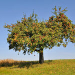 appelboom
