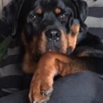 Cuco Portugal