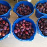 zelfplukfruittuin.nl